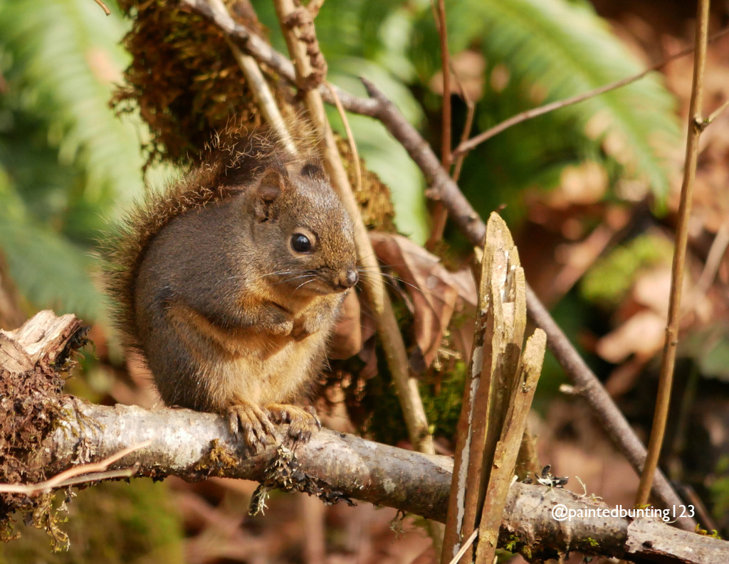 Nuts about PNW species? There is still time to help identify species during the City Nature Challenge bioblitz! Between now and May 5, scurry over to zoo.org/conservation/n… to join this community science effort to identify wildlife in your region!