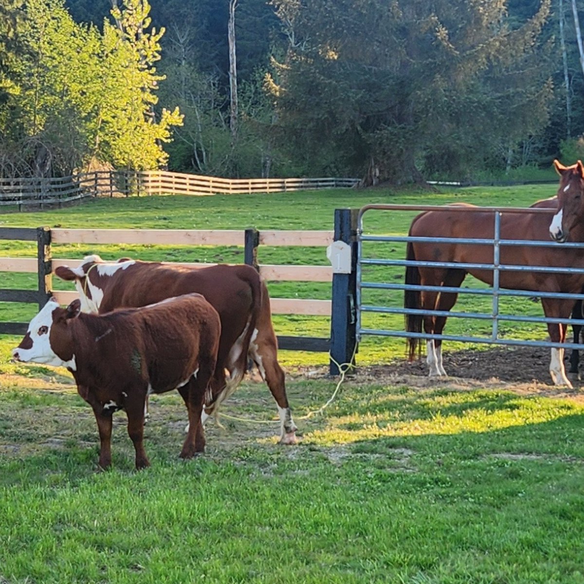 Our Animal Control Officers need the public's help locating the owner(s) of this momma cow and her baby. They were found on 5/2 between Monroe and Sultan near Florence Acres Rd and Hand Rd. If you recognize them, please call 425-388-3440 or email animalservices@snoco.org. 🐮