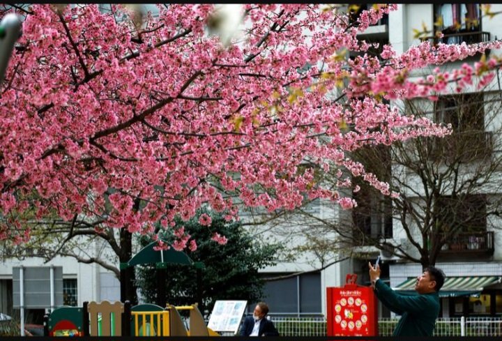 春の到来とともに、日本、アメリカ、中国など多くの国で桜が咲きます。 通信社からの写真に映る魅力的な桜の風景 ロイター通信❤️💜