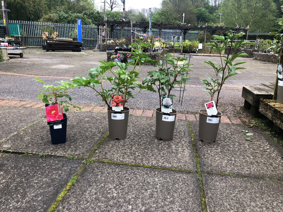 Catch me on @BBCMorningLive this Bank Holiday Monday, when I'm talking about the stars of the show this month, #peonies And, if you missed me last week catch up on @BBCiPlayer to learn how to go plastic free in the garden #GardenersWorld #garden #plastic