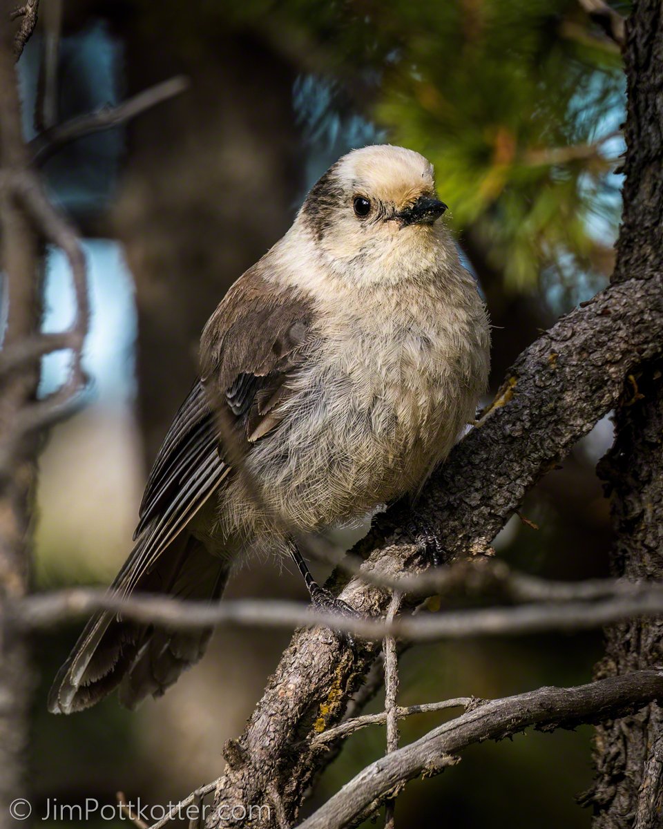 Don't let the sweet and curious expression of this cutie fool you! The Canada Jay is a hardy bird that raises its young in the dark of winter. Bold and clever, it stores food for lean times and may use its problem-solving skills to deftly steal a bit of your picnic lunch. #corvid