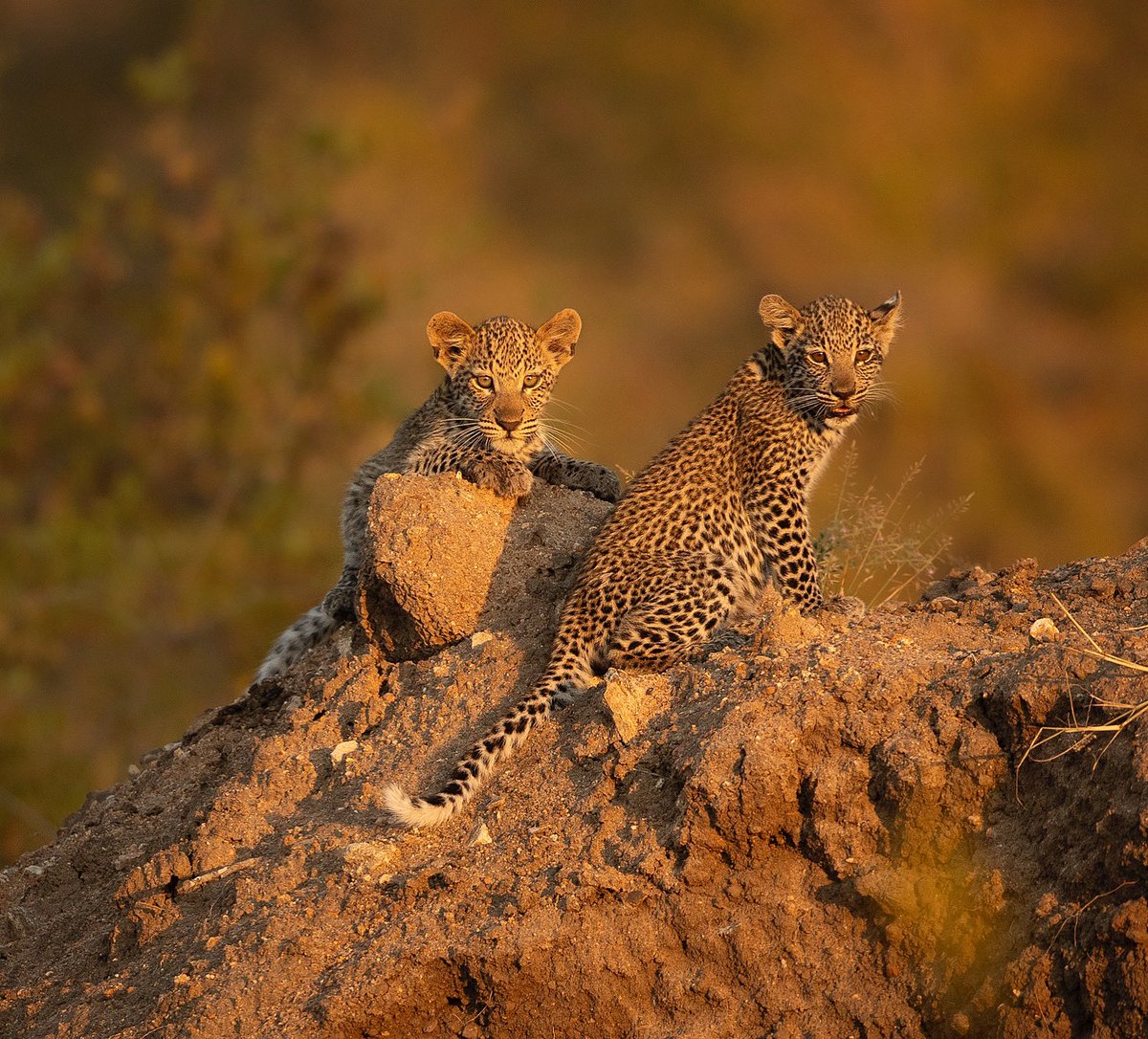 RobertIrwin's tweet photo. What a sight!! Not one but two leopard cubs at the top of a termite mound gazing out toward the setting sun. How beautiful… https://t.co/yMcktftYCw