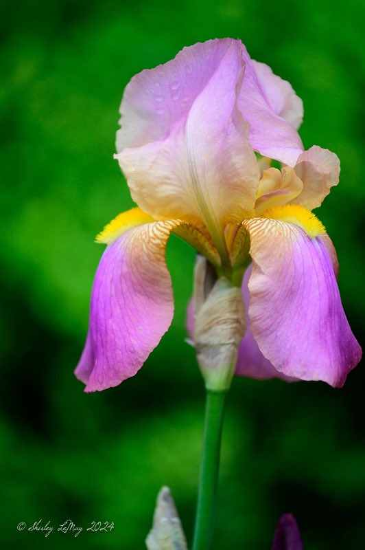 shirley319's tweet photo. @Lightroom The first bearded iris of the season in my yard. https://t.co/1XcWiJYgJS