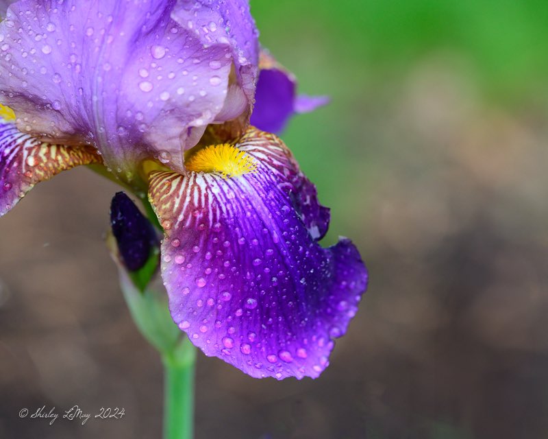 shirley319's tweet photo. @Lightroom The first bearded iris of the season in my yard. https://t.co/1XcWiJYgJS