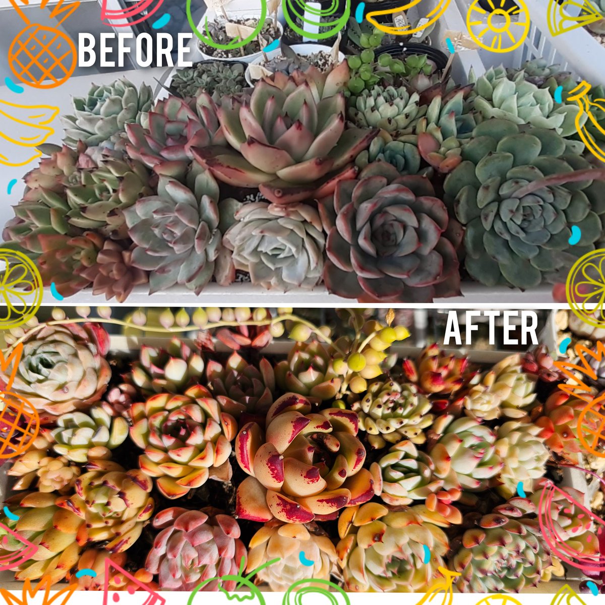 昨年と比べると可愛くなってる😍