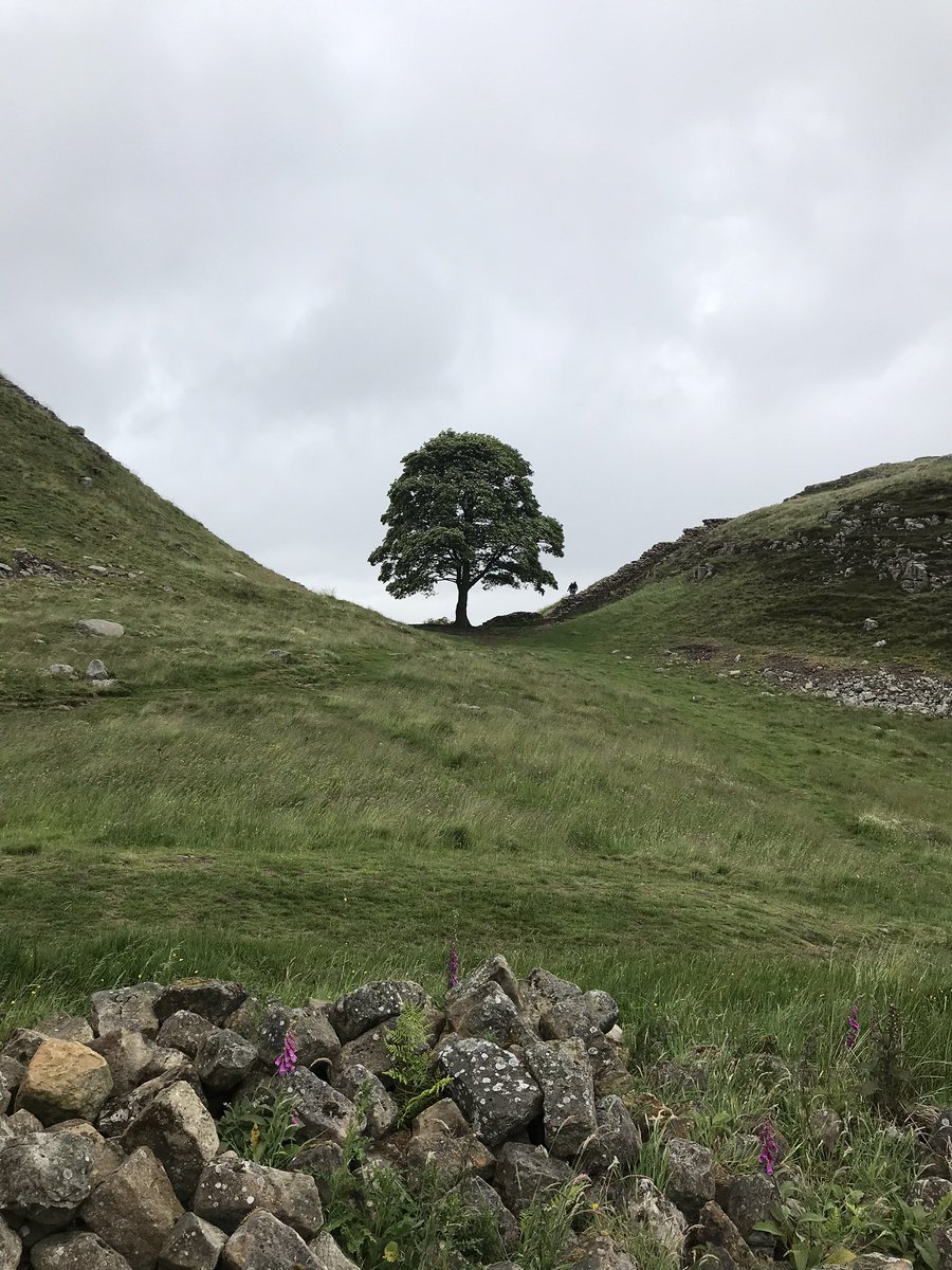 Stéphane Mayer tweet media