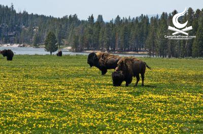 The history of Yellowstone National Park is a fascinating one. If you  via: bit.ly/3Q5Ocwx
