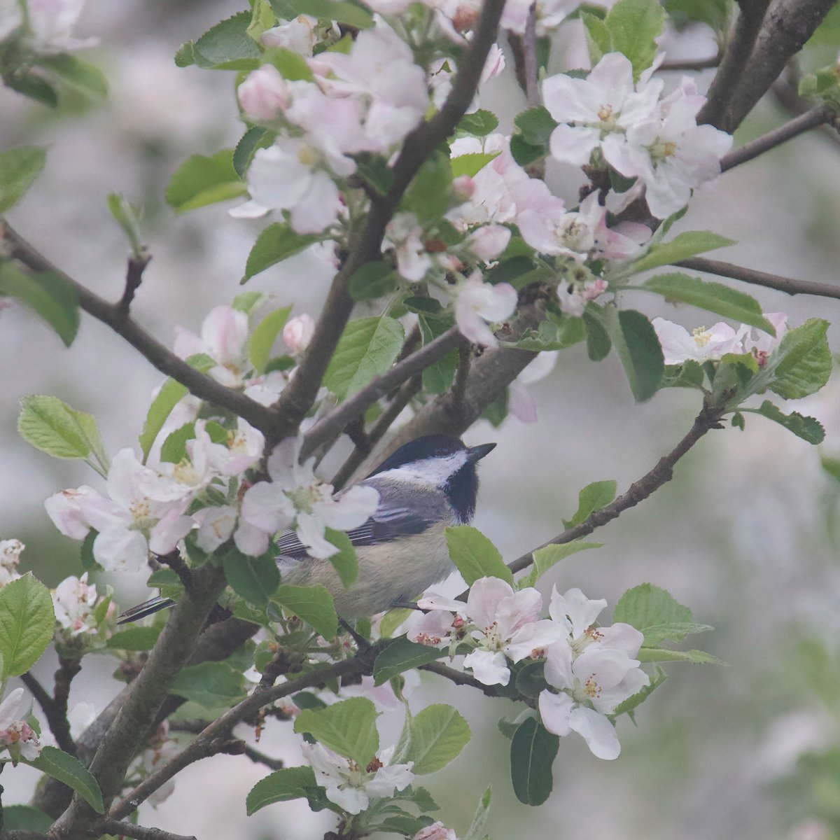 Even 'common' #birds look special surrounded by #AppleBlossoms!

#BirdWatching #Sparrow #HouseSparrow #Chickadee #TrumbullCT