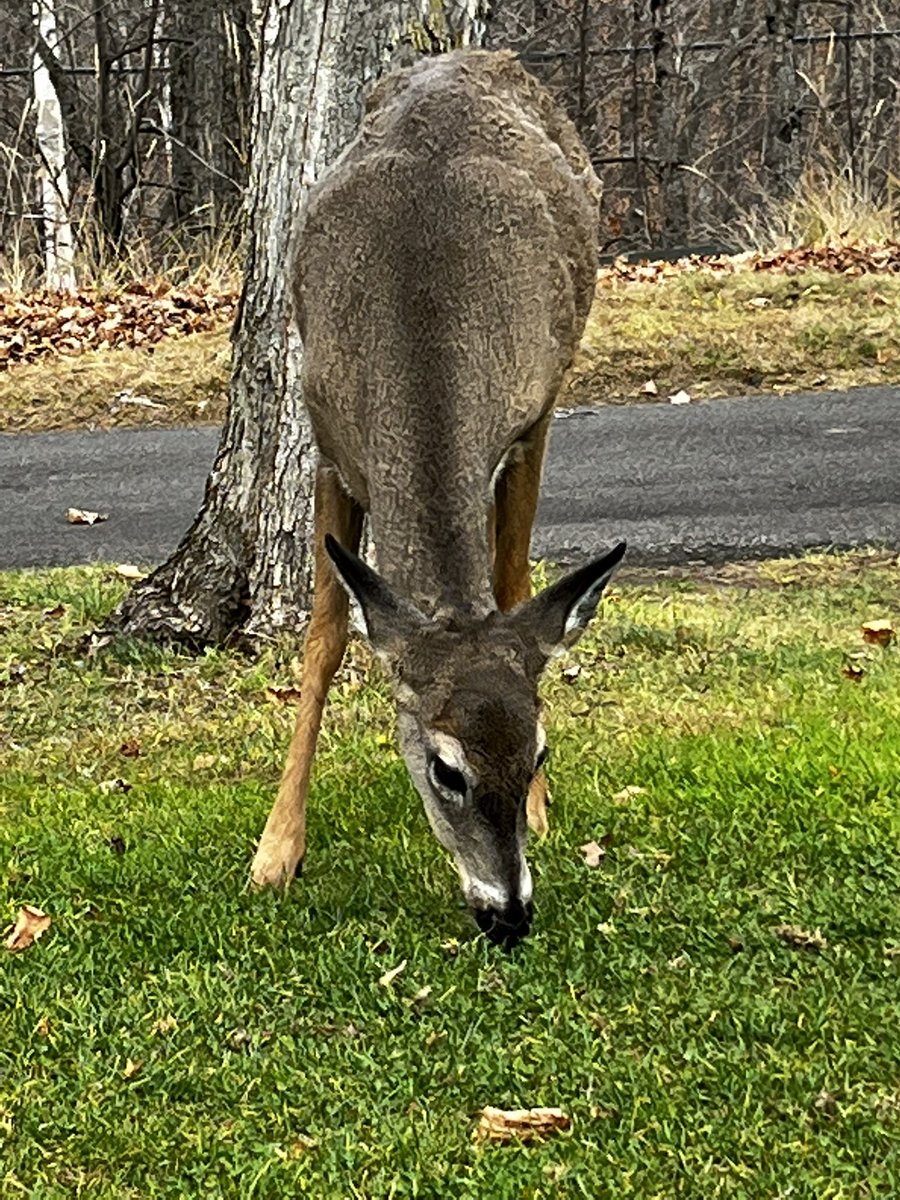 Stéphane Mayer tweet media