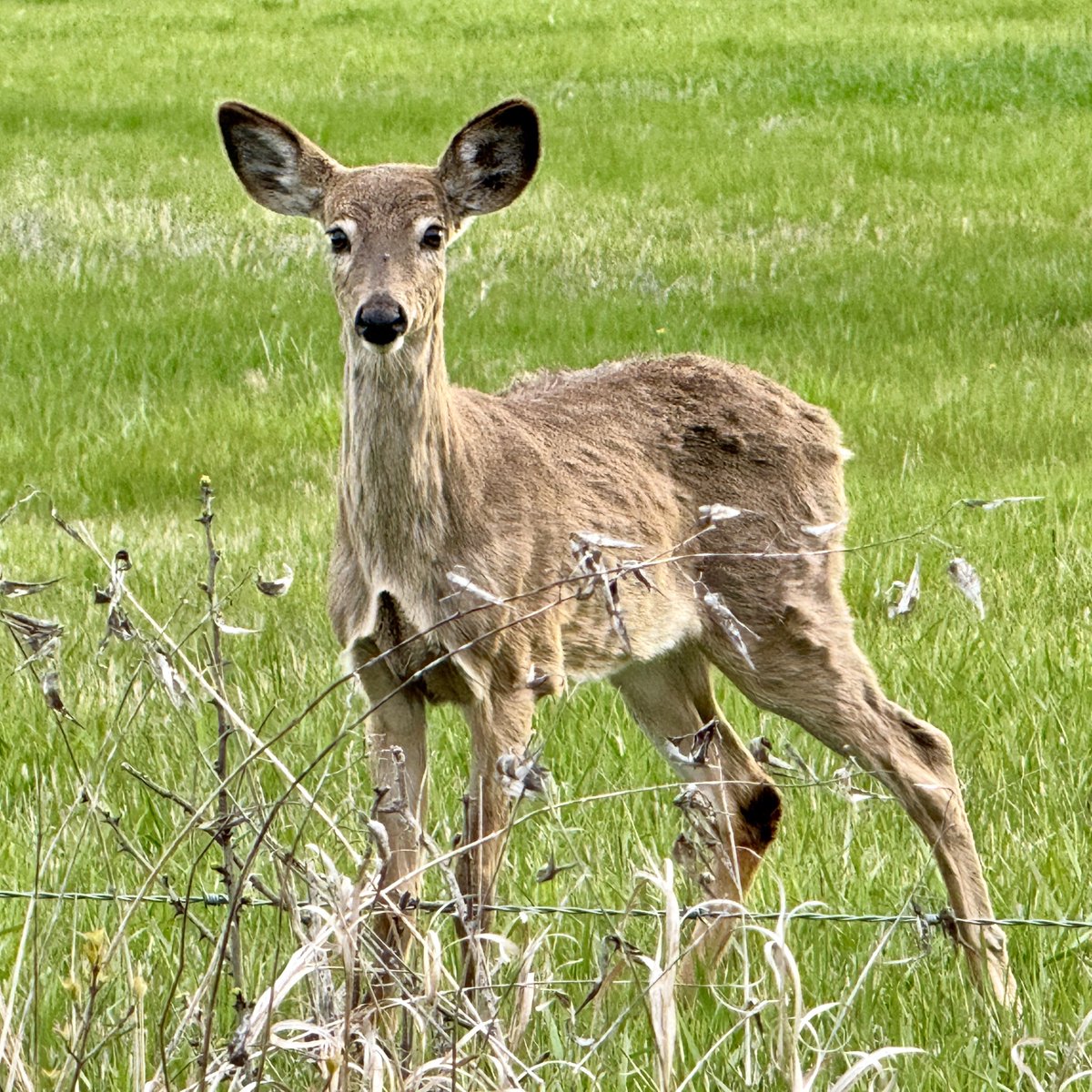 All ears 🦌