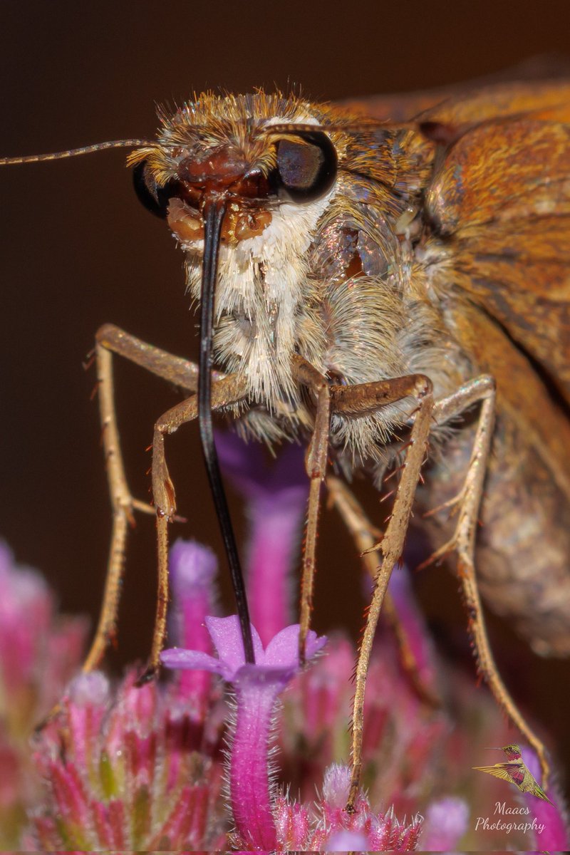 Skipper Butterfly not sure exactly which one. I really need to stop ignoring my insect macro shots 😄.
Canon Eos 90D
Canon 100mm 2.8L Lens #butterfly 
#bug #bugs #insects #insect #insectphotography
#macrophotography #macro #tinyworld 
#flowersofinstagram #insectworld #bugslife