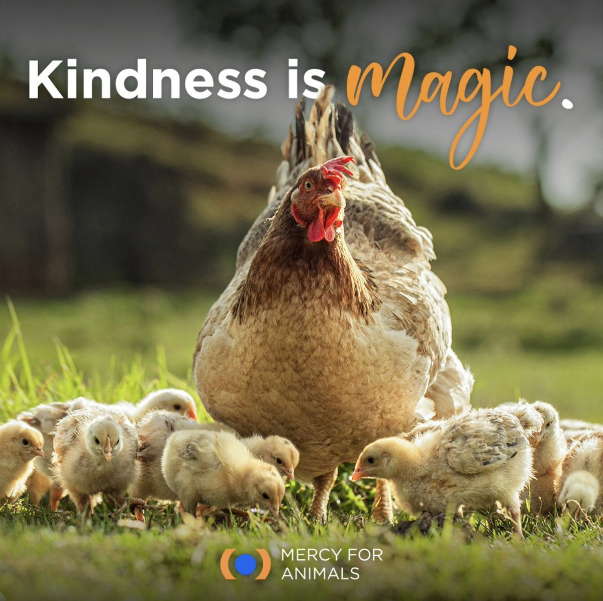 Today is International Respect for Chickens Day! What's your favorite thing about these amazing animals? 🐔 #InternationalRespectForChickensDay