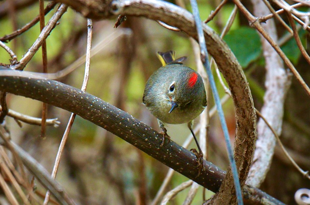 This little guy was extremely cranky today!! Ruby crowned kinglet with his crown on full display!!
