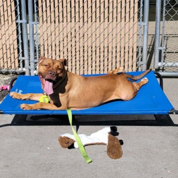 notthesameone2's tweet photo. 🐾1-y/o Bowser surrendered b/c owner says allergic. Neutered, housetrained, young, affectionate, anxious. Shy w/ strangers, tolerant w/ kids, playful w/ dogs. Needs a foster offer by *5/04* *Watch his videos below* https://t.co/y1dCwxqOrN https://t.co/sbjDgZy6wA