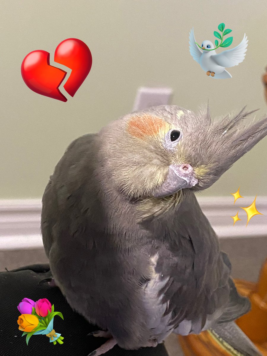 Leo 🦜🇨🇦❤️🐈‍⬛🌸 tweet media