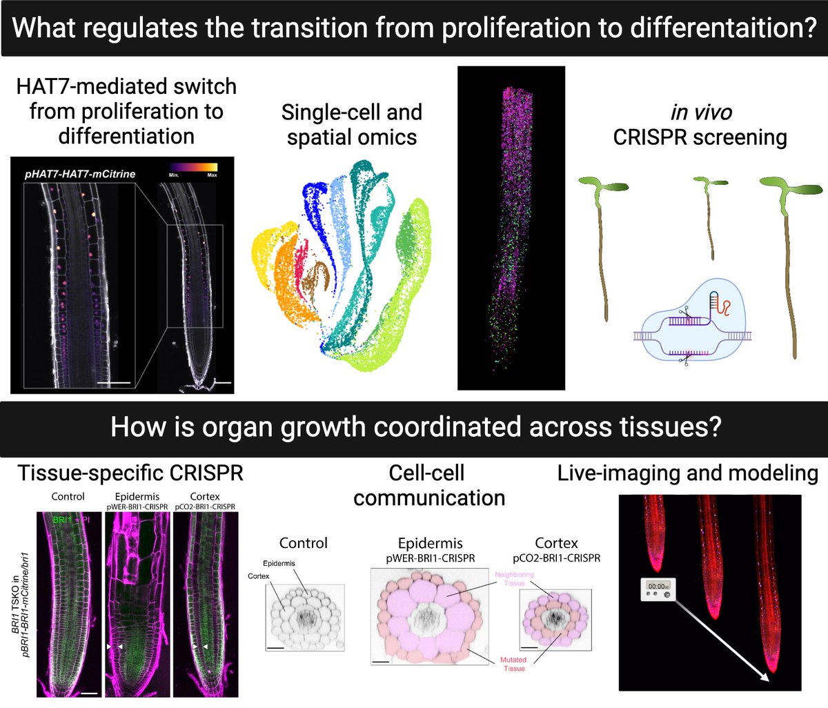 🌱I'm thrilled to share that I will start my lab at Caltech in the Division of Biology and Biological Engineering this August! We'll investigate the cellular dynamics that drive organ development, focusing on the critical transitions between cell proliferation and differentiation