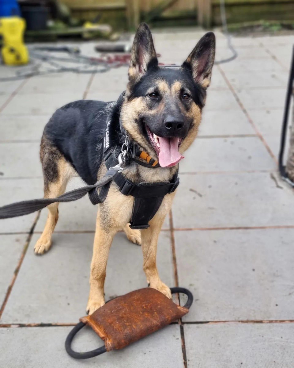 Alan: Male GSD entire
Passed HMPPS Assessment just unfortunately no handlers available for him. 

Lyra: Bitch GSD spayed 
Lovely drivey female, unfortunately lacks in the environmental Exposure would make a really nice GP or PP dog very stable can live both in or out