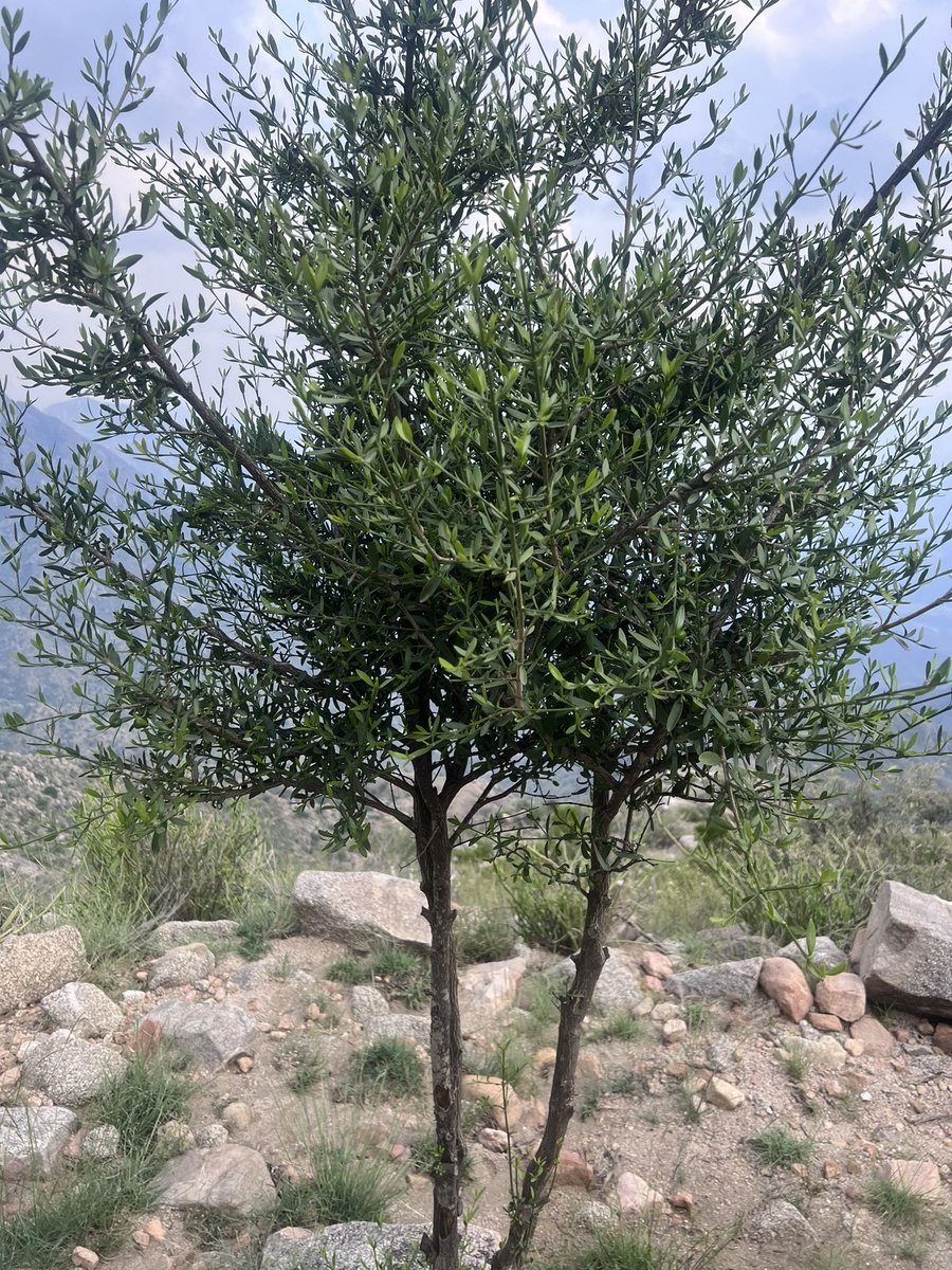 نبات المنساب من نباتات السراه