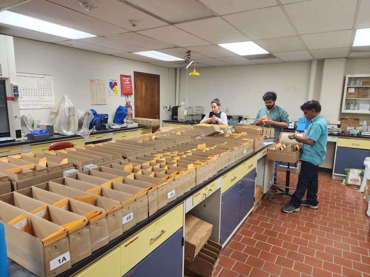 Teamwork makes the dream work!🥳🤩 Busy prepping grain sorghum seeds for planting. Huge thanks to @alocruzel, @MayankP24361375, and @Kirti_Bardhan for their dedication and hard work! 👏🥳🙏 #GrainSorghum #CropForageSystemsLab @KJagadish_TTU