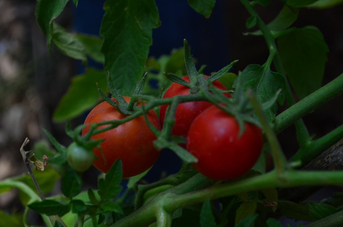 ¡Hoy construimos un huerto urbano en la Unidad Habitacional El Rosario! 🌱 
Mañana, estaremos creando otro frente al Chincoyas en la calle de Herreros a las 10 a.m. 
Si quieres que vayamos a tu colonia para reforestación o huertos urbanos, contáctanos.
💚 #HuertosUrbanos