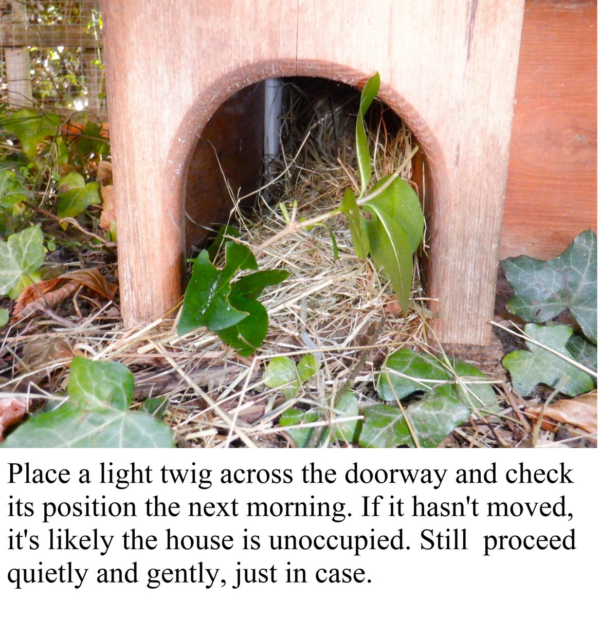HedgehogCabin's tweet photo. @CarolaNutrition Please never pack a house away! Hedgehogs live in them all year round, have babies in them, stay safe and warm in them. 
If you know for sure it's unoccupied (always do the stick test) then give it a good clean, make sure it's perfectly dry, and then put it straight back.🥰 https://t.co/zw7YuzLnhq