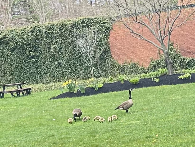 SeeLukeTri's tweet image. A family of geese on the lawn at work this morning