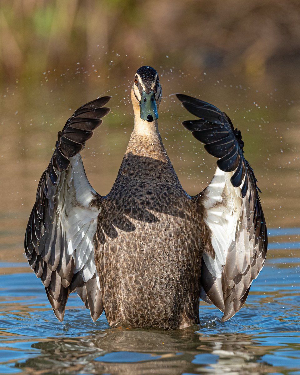 @sykesjeff Pacific Black Duck