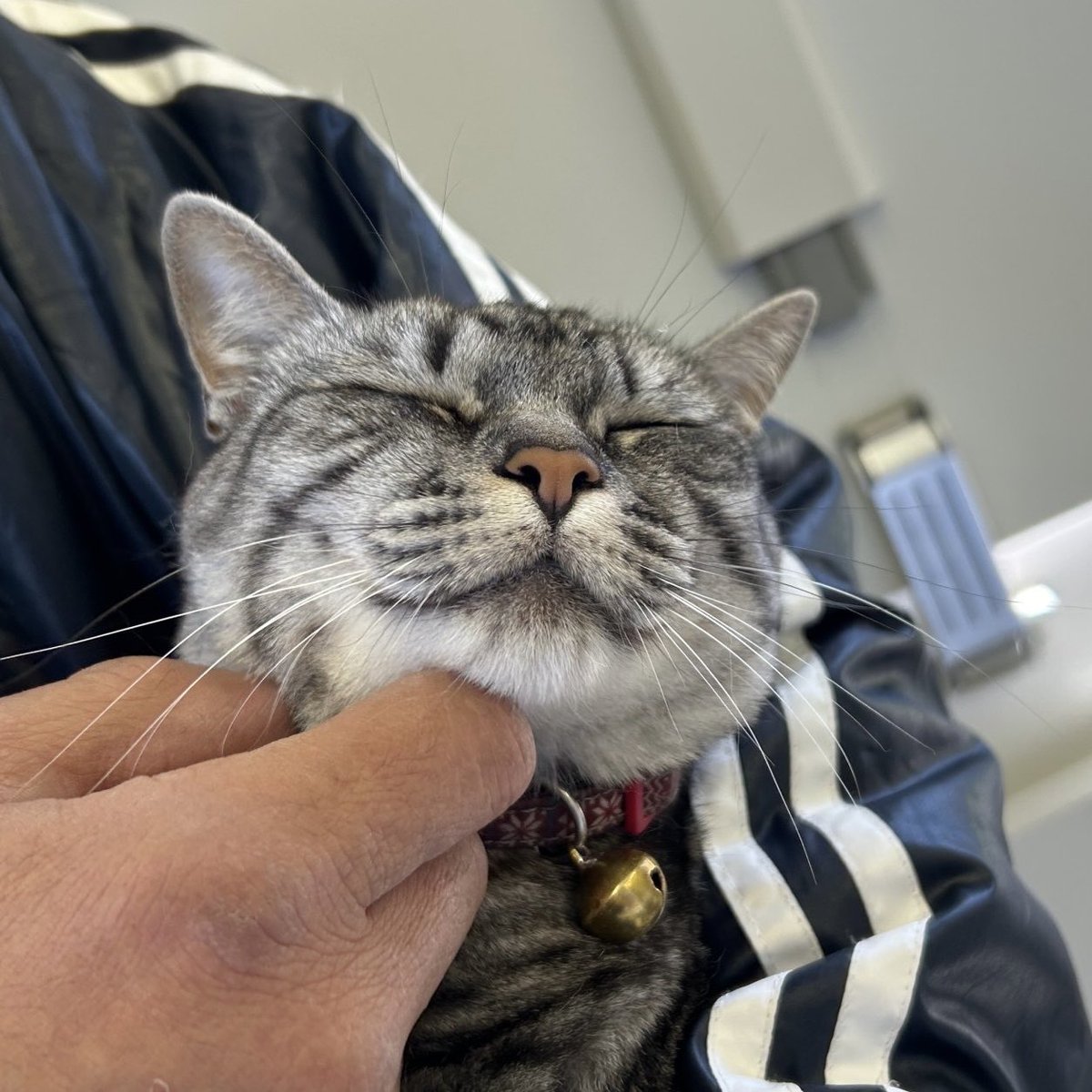 neolife360's tweet photo. バイクで走り回るのが楽しい季節。金子駐在所の#猫駐在 にようやく会えました

#cd125 #cd125k #cb125k #猫屋万年堂 #cat #cats #ネコ #ねこ #猫  #DoYouHaveaHonda360 https://t.co/afHo1LwErE