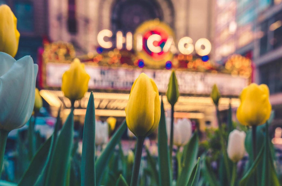 ChicagoCarTrans's tweet photo. Here Are The Greatest Things To Do In Chicago During May!
https://t.co/t7QesvYbtj

#Tulips #ChicagoRiver #BoatRide #WindyCity #MayMonthActivities

Follow Us!                   
Pinterest: https://t.co/JA44bFKT9x
Facebook: https://t.co/UdCSSrlNaB https://t.co/KYDNthGXPn