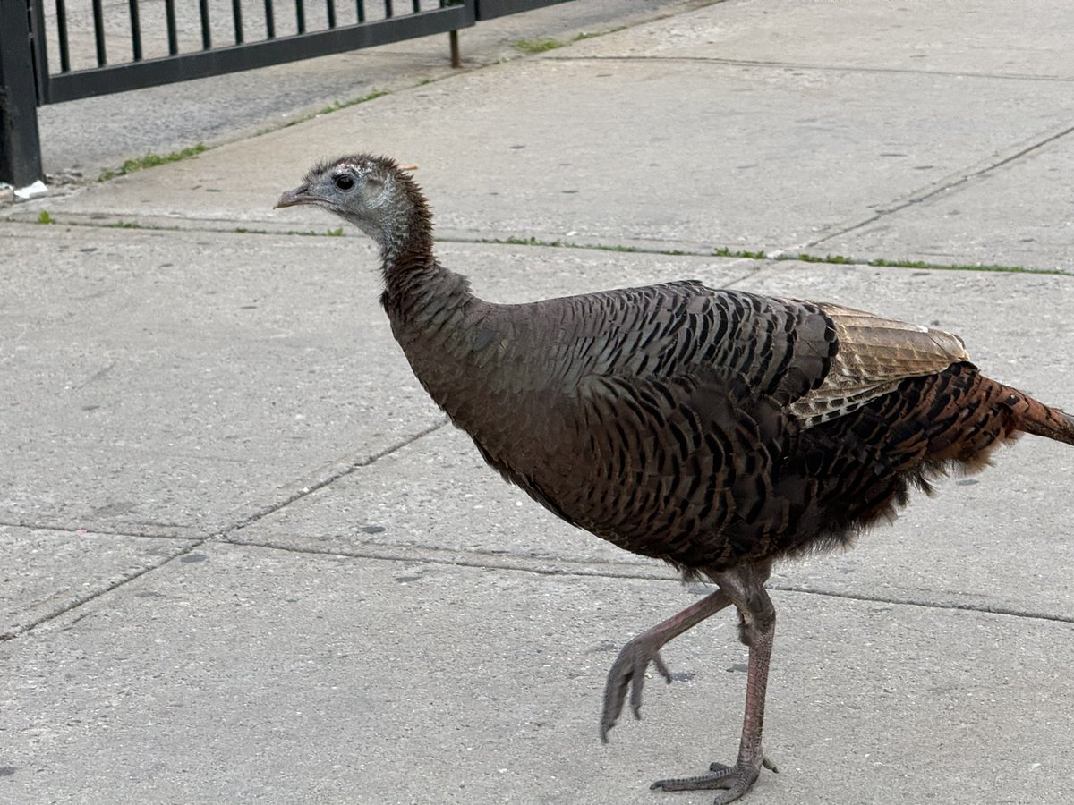JeffDSchultz's tweet photo. Wild Turkey walking along 23rd St near Broadway in Astoria. She drew a crowd, and then flew up to a 3rd story roof to escape.

#nyc #astoria #birdcpp https://t.co/hBcbxjeDM3