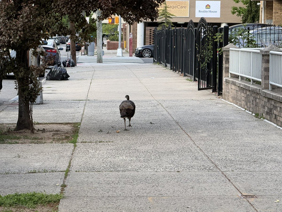 JeffDSchultz's tweet photo. Wild Turkey walking along 23rd St near Broadway in Astoria. She drew a crowd, and then flew up to a 3rd story roof to escape.

#nyc #astoria #birdcpp https://t.co/hBcbxjeDM3