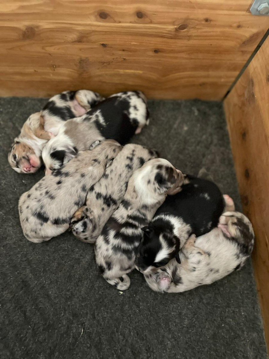 MittsForKitts's tweet photo. Getting a new puppy soon c: For now, here's a picture of the litter ❤️ https://t.co/ba6BMG6pMS