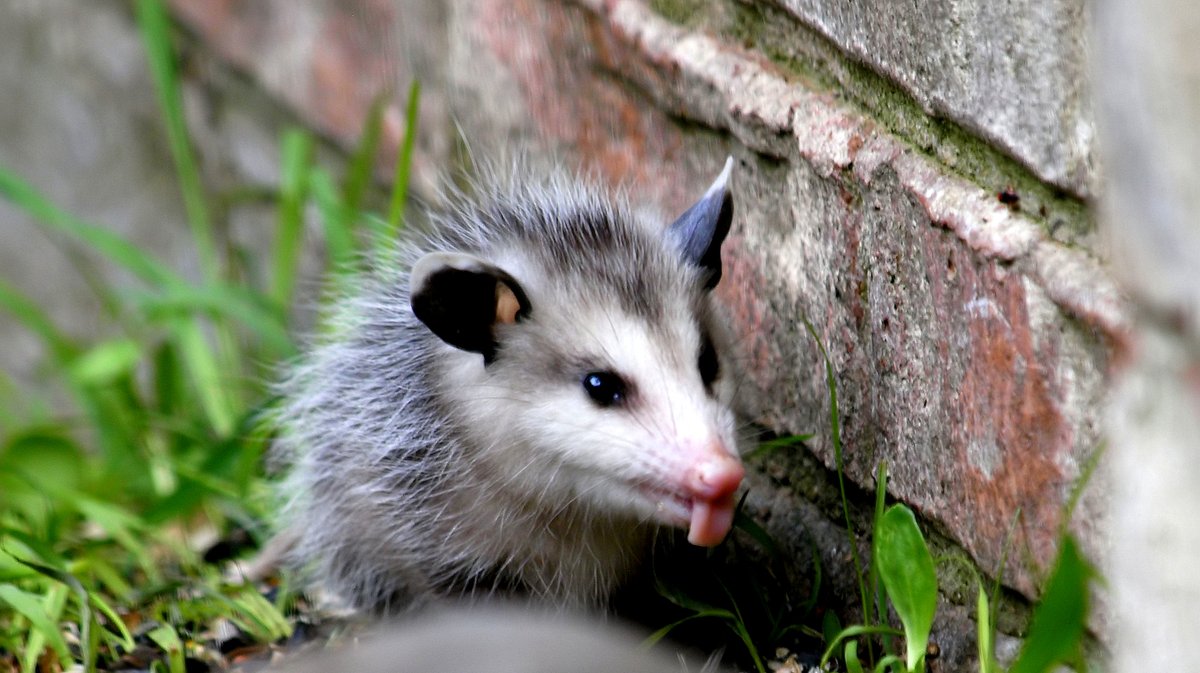Silly Baby Possum
This cracked me up.  Impudent little baby.
Virginia Opossum (Didelphis virginiana)
kapturedbykala.com/Animals/i-dLSL…
#UrbanWildlife #BabyPossum #CuteAnimals #BabyAnimals