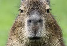 MetsFanInPhilly's tweet photo. @batsdingerbonds Capybara was an answer on #Jeopard tonight! https://t.co/M1osM3S4Ke