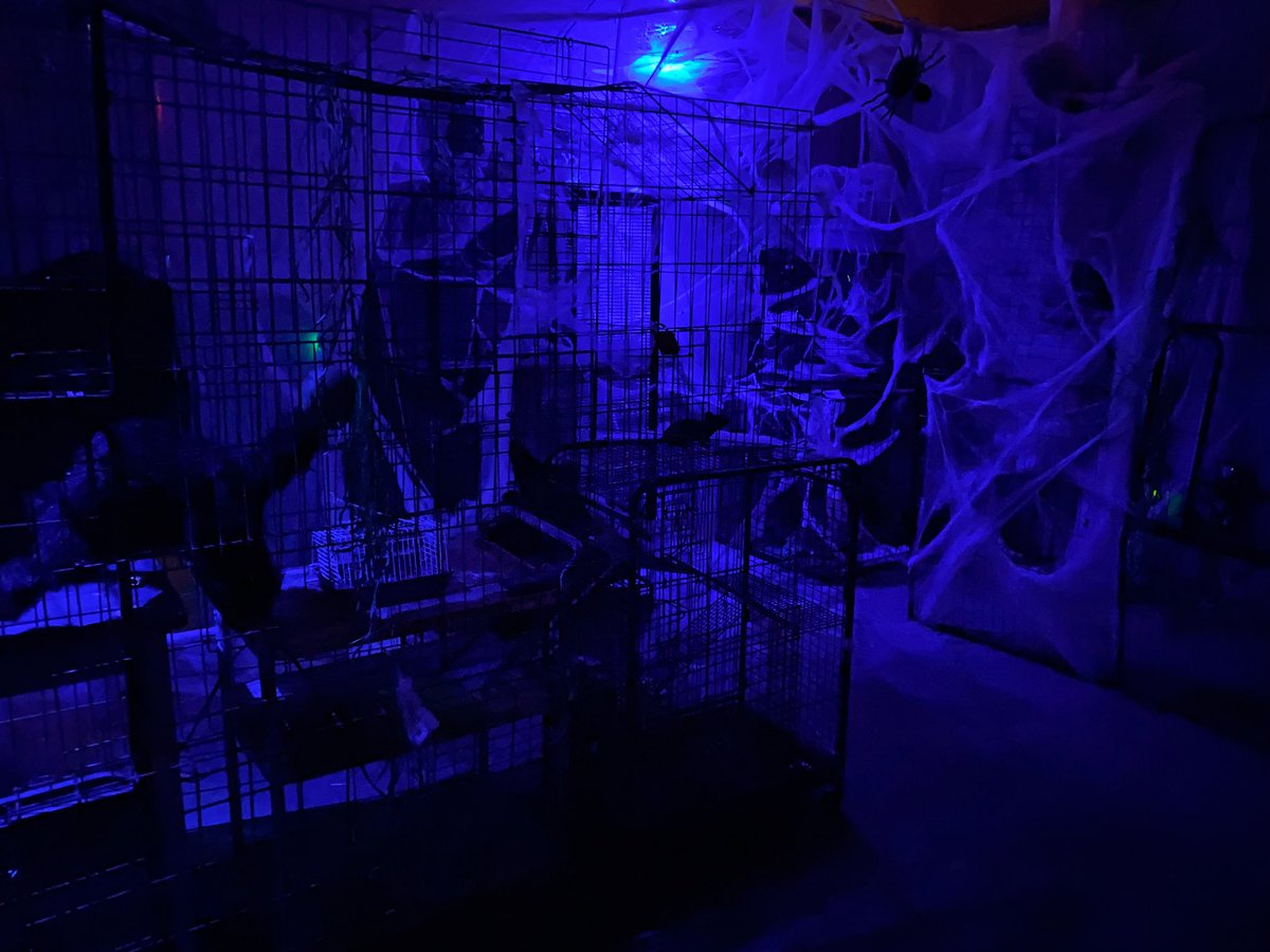 We’re open until 10 PM tonight! Join us for a scary good time! Learn more at DarkCastleSC.com . #haunt #haunted #hauntedattraction #hauntedhouse #halloween #spookyseason #spooky #scary #horror #terror #horrorfans #horroraddict #elginsc #southcarolina #southcarolinaliving