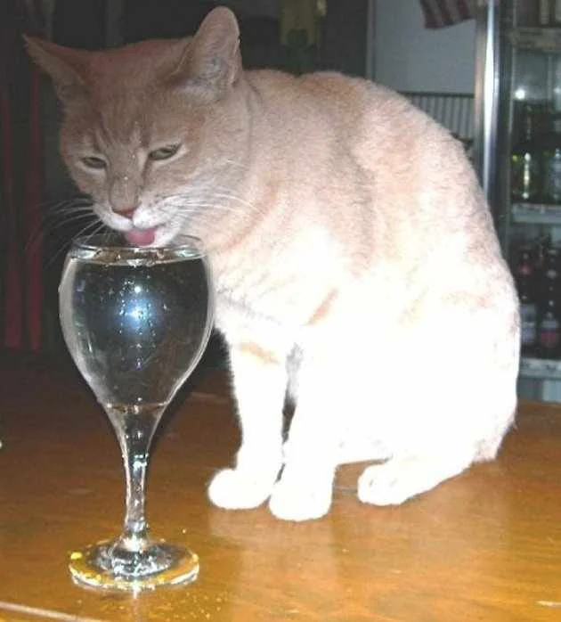 stubbscoin's tweet photo. Stubbs is a fine gentleman kitty. $STUBBS

Mayor of Alaska. Lover of catnip.

https://t.co/V9VFLCCbIj https://t.co/lcM6R3egOS