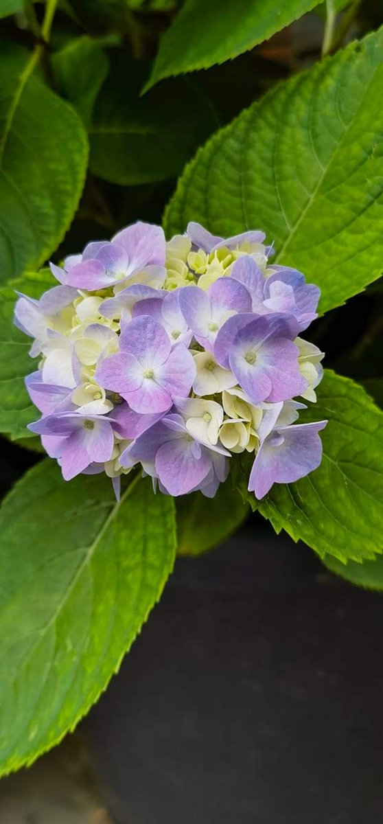 玉绣毬 宋 ·杨巽斋 纷纷红紫斗芳菲，争似团酥越样奇。 料想花神闲戏击，误随风起坠繁枝。