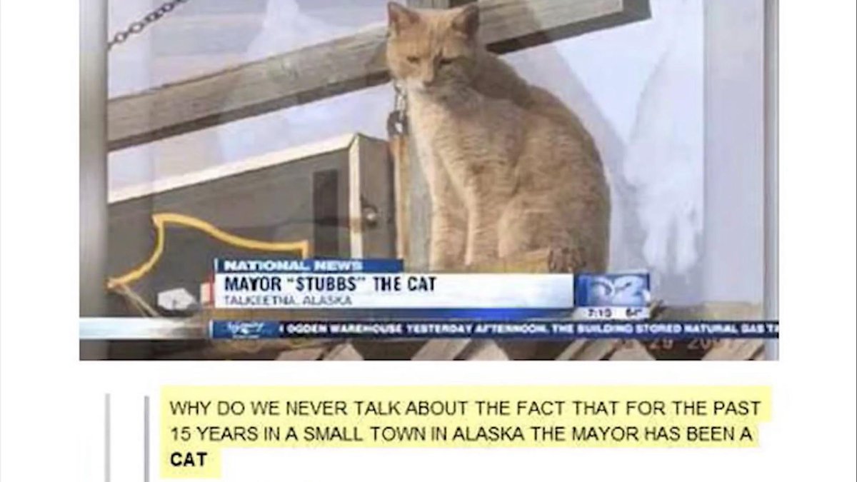 stubbscoin's tweet photo. The cat, the legend. $STUBBS https://t.co/otxYopZq9C