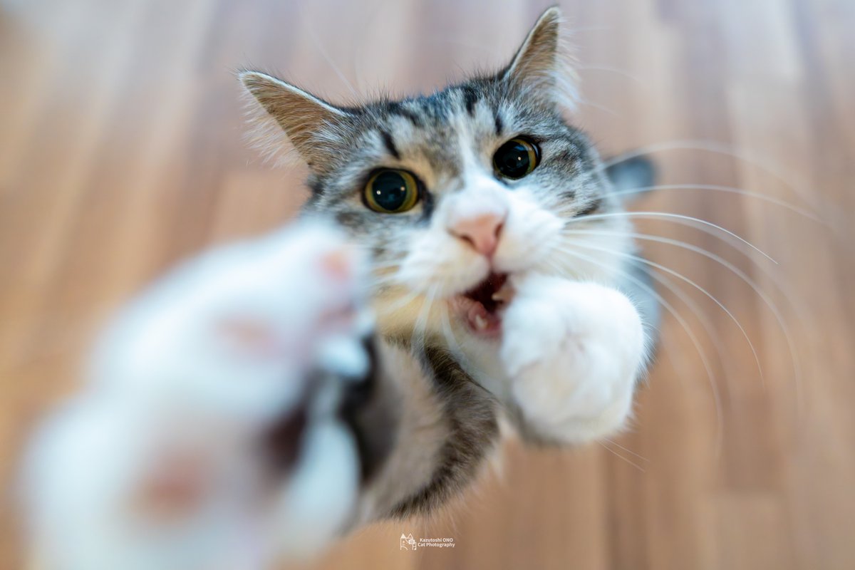 ウルトラにゃん

#ねこ #cats #猫好きさんと繋がりたい #猫好き #catlover #東京カメラ部