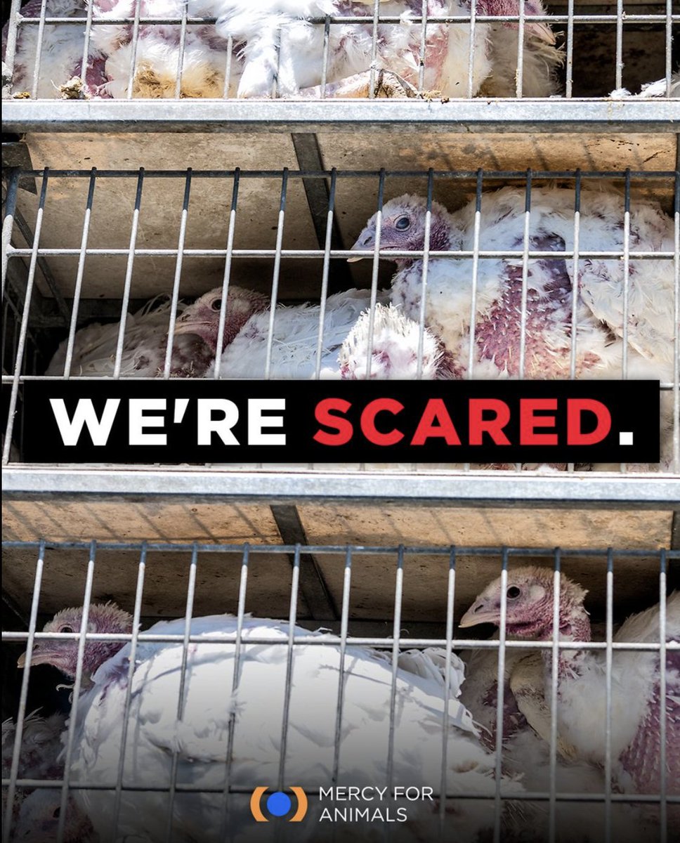 Turkeys are sensitive animals with unique personalities who are often compared to cats. 🐈🦃 And just like the animals we call family, they can experience fear and pain. Please extend your compassion to all species, and leave them off your plate.