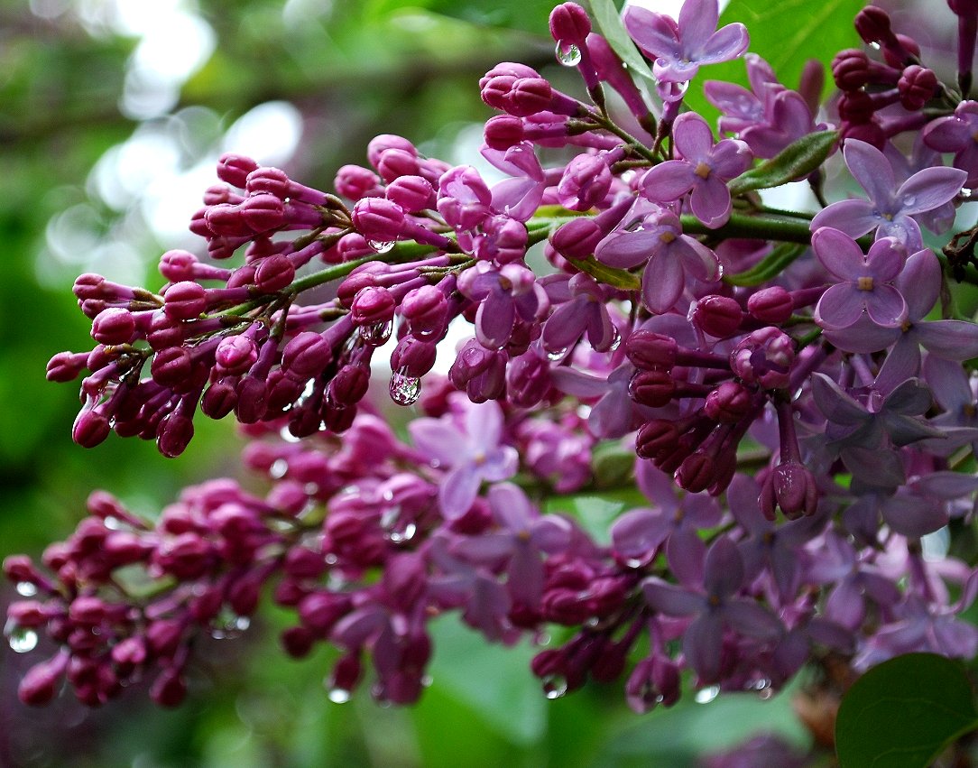 A lilac shrub that I thought was going to die on my lawn is now blooming in the field I transplanted it into [as a Hail Mary] I never gave it a second thought so, imagine my happy surprise