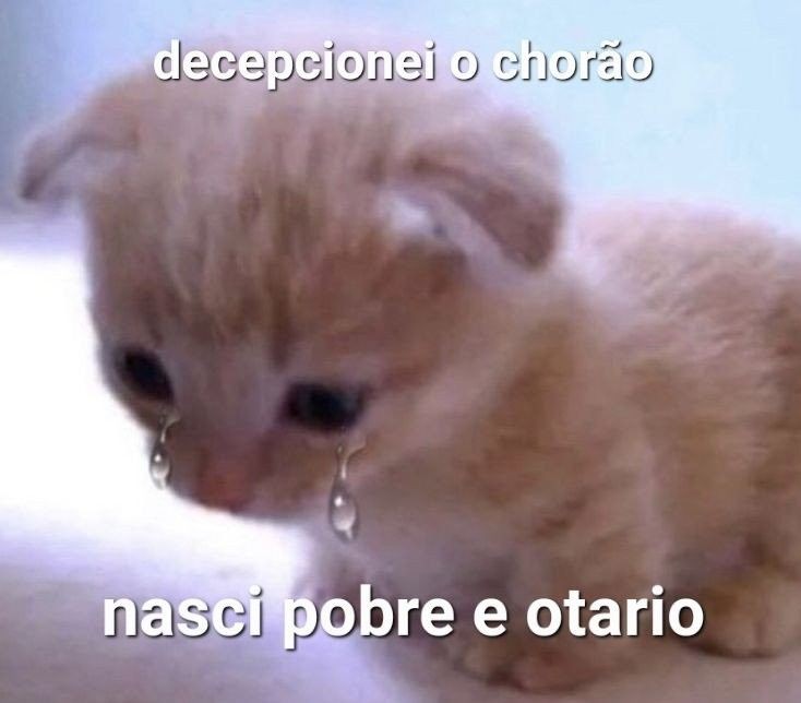 perfil dedicado a gatinhos e peitos tweet media