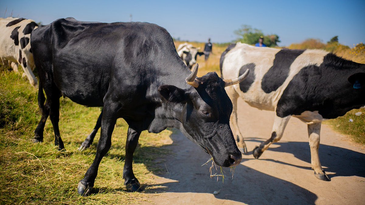 🌍 Over 820 million people face food insecurity worldwide & 2 billion suffer from 'hidden hunger.' The demand for animal protein is soaring. How can we meet this demand sustainably? This was the focus of a @FoluRimpact meeting: wrld.bg/bX8i50PYLA3
