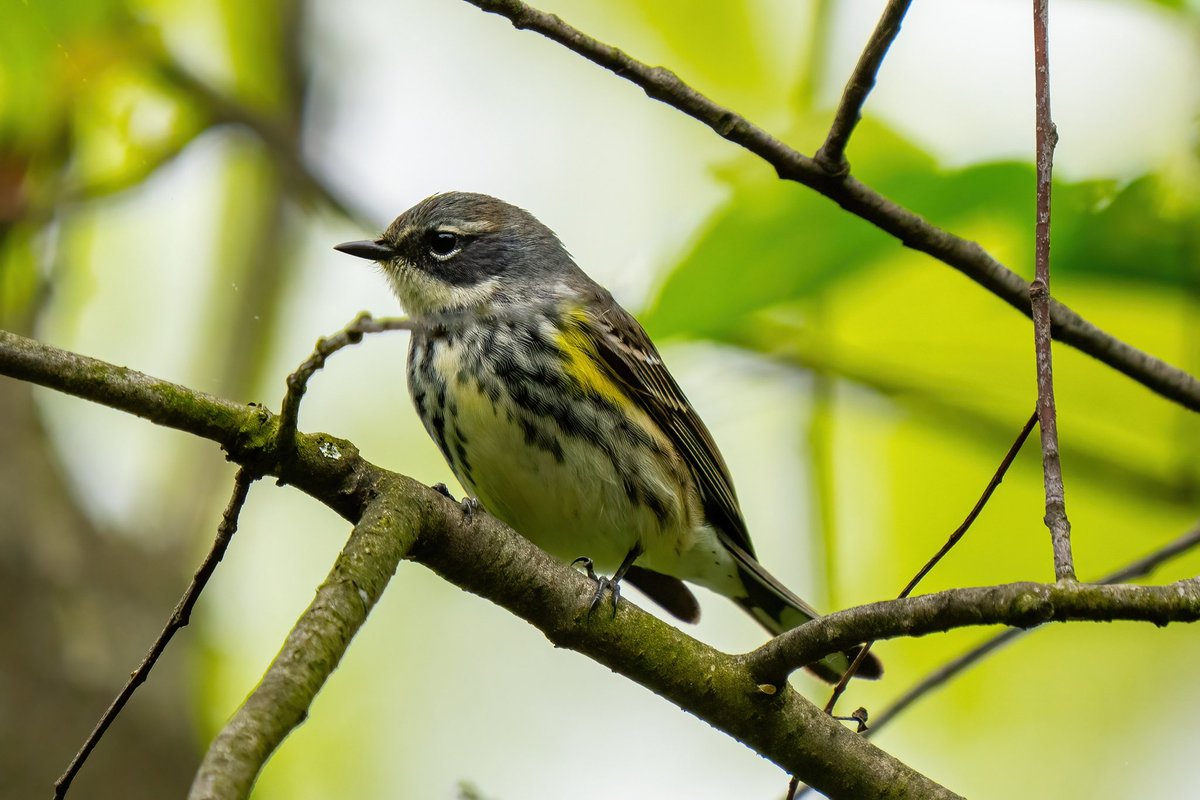 Common yellow-throat, Northern Parula, Black&white and Yellow-rumped warbler @CentralPark_NYC Friday walk with @DAllenNYC @BirdingBobNYC #birdcpp #BirdsSeenIn2024 #birding #BirdTwitter #BirdsofNYC @BirdCentralPark #BirdsOfTwitter #birdphotography #NewYorkCity #warbler