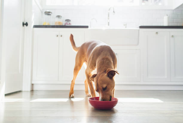 A healthy pet diet goes beyond just food. Fresh water is just as important for your pet's hydration and overall health. Make sure they have access to clean water at all times! #PetHealthTips #HydrationMatters