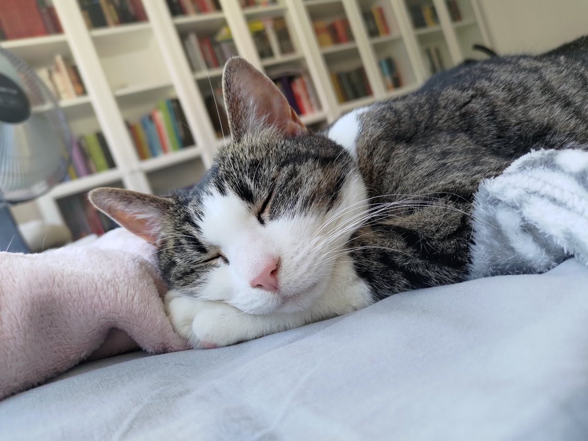 CrafKitty's tweet photo. Being cute is such a tiring job! #CatsOnTwitter #cats https://t.co/8aHhTu7oHA