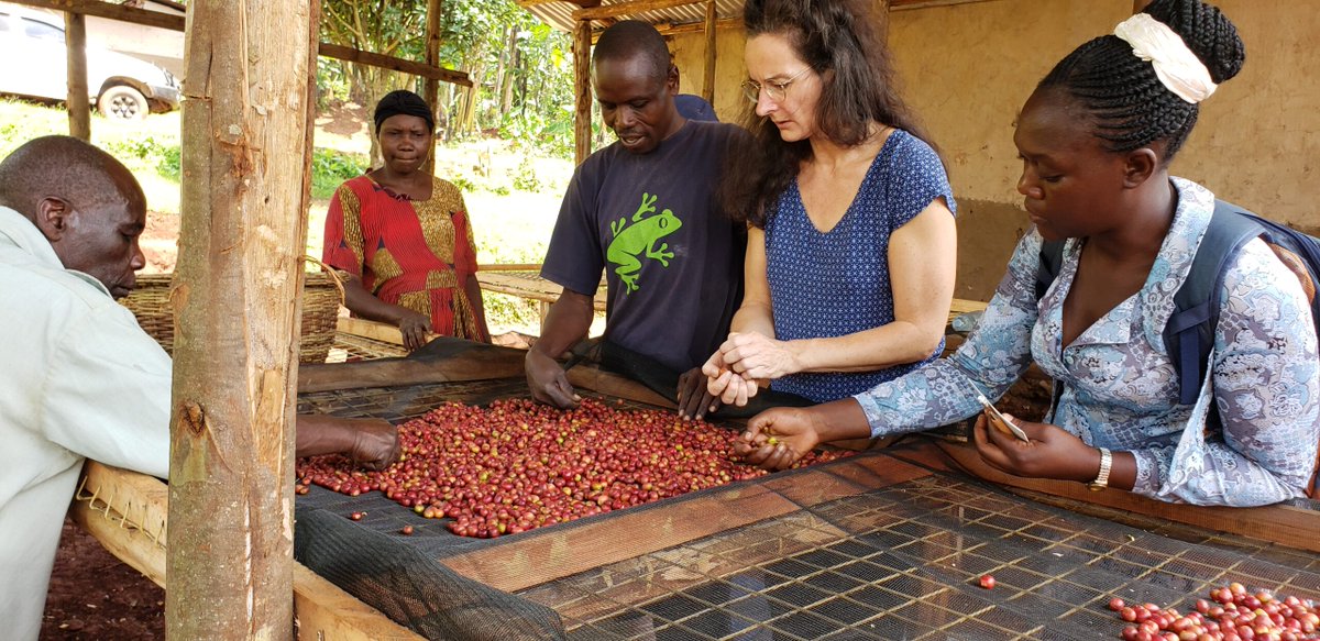 Welcome to our official X page! We're thrilled to connect with fellow coffee lovers like you. Stay tuned for updates on our latest #Arabica Coffee offers, farmer stories/ experiences and more! #CoffeeLoversUnite