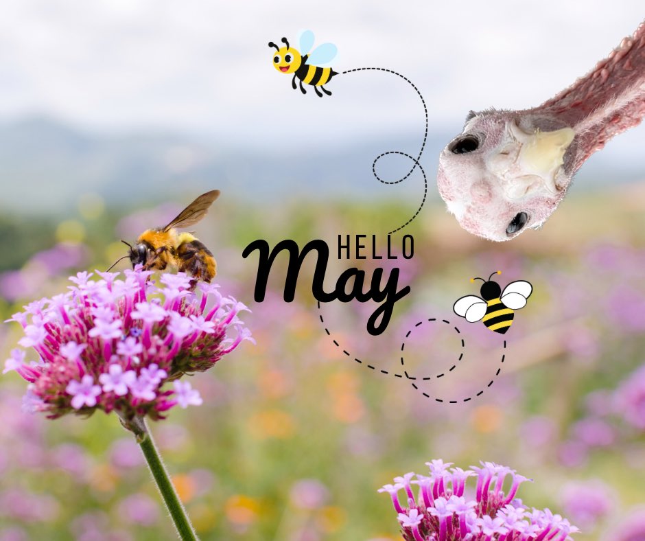 neuhytte's tweet photo. Happy May! We hope you’re enjoying the warmer temps as much as our turkey hen here. https://t.co/bNBEdd1ZyQ