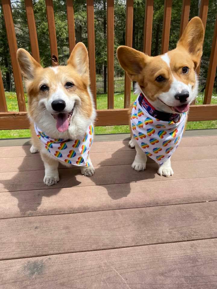 Trystan and Kestrel in new bandanas ready for a therapy dog visit to Smith College to provide some dog love before final exams 💜💜 #Corgi #PuppyLove #BINIxSamsungPH #Kızılcıkserbeti