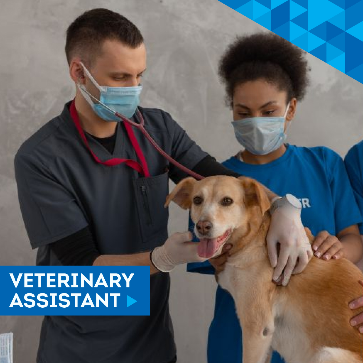 A career working with pets!?

If this sounds like you, check out the upcoming Vet Assistant progrm through MCC.

🐶🐭😺🐰 ow.ly/Gf3e50RsEG1  

#CommunityCollege #VetAssistant #LoveAnimals